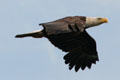 Bald Eagle in flight. Vancouver, BC