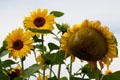 Sunflowers in Stanley Park. Vancouver, BC.