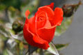 Red rose at Stanley Park Rose Garden. Vancouver, BC.