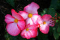 Flowers at Stanley Park Rose Garden. Vancouver, BC.