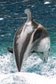 Dolphin leap at Stanley Park Aquarium. Vancouver, BC.