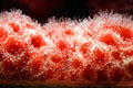 Strawberry anemone at Stanley Park Aquarium. Vancouver, BC.