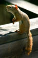 Squirrel at Kouchibouguac National Park. NB.