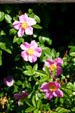 Wild roses at Kouchibouguac National Park. NB.