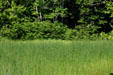 Forest meets shore grasses at Kouchibouguac National Park. NB.