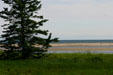 Pines & grasses on shore at Kouchibouguac National Park. NB.