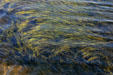 Sea grasses floating in clear waters at Kouchibouguac National Park. NB.