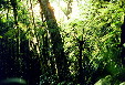 Dense brush in the Cloud Forest, Monteverde. Costa Rica.