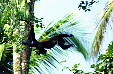 Howler Monkey jumping through the trees in Tortuguero. Costa Rica.