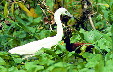 Little Blue Heron and Northern Jacana in Tortuguero. Costa Rica.