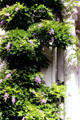 Wisteria climbing wall in Palm Gardens. Frankfurt am Main, Germany.
