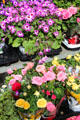 Garden plants for sale at Viktualienmarkt. Munich, Germany.