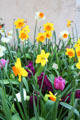 Spring flowers in Hofbrauhaus area. Munich, Germany.