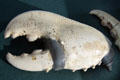 German powder flask made from lobster claw at German Hunting & Fishing Museum. Munich, Germany.