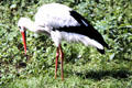 Stork at Berlin Zoo. Berlin, Germany.