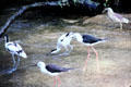 Pied Avocet & Black-winged Stilt among shorebirds at Berlin Zoo. Berlin, Germany.