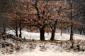 View of Parc des Crêtes above Clarens painting by Gustave Courbet at Wallraf-Richartz Museum. Köln, Germany.