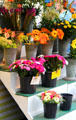 Flowers in Marketplace at Lübeck Rathaus. Lübeck, Germany.