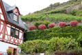 Gardens & vineyards on hillside above town. Bacharach, Germany.