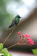 Antillean Crested Hummingbird in profile. Dominica.