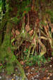 Twisted roots at Emerald Pool area of Morne Trois Pitons National Park. Dominica.
