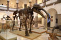 Gallery of Munich Paleontology Museum. Munich, Germany.
