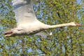 Swan in flight at Oberschleißheim Palaces. Munich, Germany.