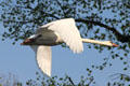 Swan in flight at Oberschleißheim Palaces. Munich, Germany.