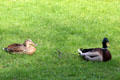 Ducks at Oberschleißheim Palaces. Munich, Germany.