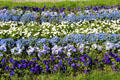 Flower display at Oberschleißheim Palaces. Munich, Germany.