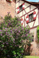 Lilacs at base of Imperial Castle. Nuremberg, Germany.
