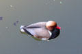Red-crested pochard diving duck on Pegnitz River. Nuremberg, Germany.