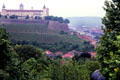 Vineyards on the slopes below Fortress Marienberg. Würzburg, Germany.