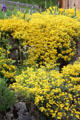 Yellow flowers & irises spilling over rock wall. Füssen, Germany.