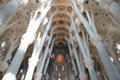 Ceiling in Sagrada Familia. Barcelona, Spain.