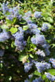 Blue flowering tree in Marais. Paris, France.
