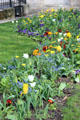 Tulips in le Marais neighborhood. Paris, France.