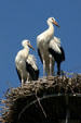 Storks nesting in Alsace. France