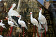 Plastic storks in shop window in Alsace. France.