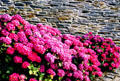 Hydrangeas in Brittany. France.