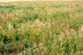 Field of poppies in France.