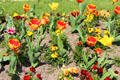 Flower bed at Luxembourg Gardens. Paris, France.