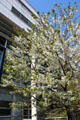 Flowering tree on Boulevard Vincent Auriol. Paris, France.