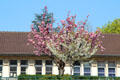 Flowering tree on Boulevard Vincent Auriol. Paris, France.