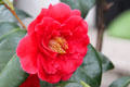 Camellia flower on Montmartre. Paris, France.