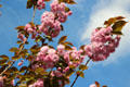 Flowering tree at Paris City Hall. Paris, France.