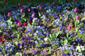 Flower bed at Place du Châtelet. Paris, France.