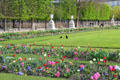 Tulips & spring flowers in Tuileries Garden. Paris, France.