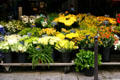 Flowering bunches in shop. Paris, France.