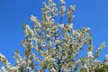 Flowering tree in garden of Rodin Museum. Paris, France.